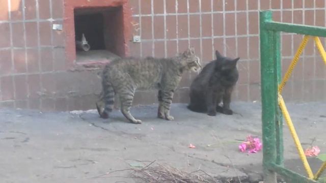 Коты нахохлились смотреть онлайн
