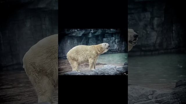 Гигантский белый медведь — хищное плотоядное млекопитающее смотреть онлайн