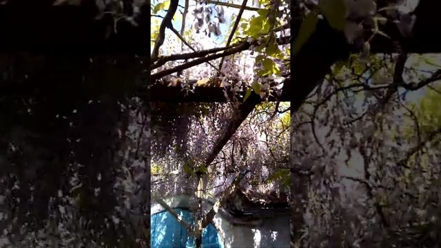 Май 2019, Сиреневая глициния смотреть онлайн