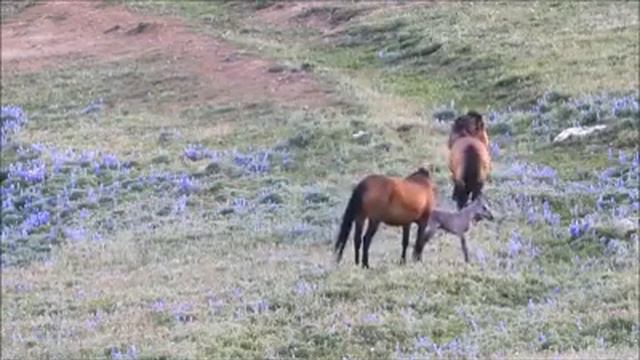 Как живут лошади (очень красивое видео) смотреть онлайн