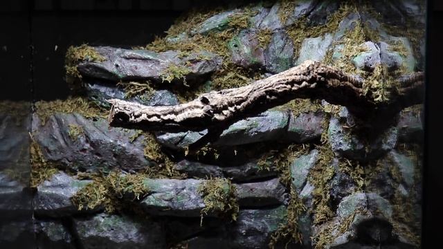 INCREDIBLE Tree Frog Paludarium Set Up! смотреть онлайн