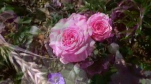 ЦВЕТЕНИЕ РОЗ АЙСБЕРГ, ЭДДИ МИТЧЕЛ, СУРИР ДЕ ДОВИЛЬ, СУРИР ДЕ ПЕРИГЁ, ЭШЛИ, ЛАВ СОНГ, МИНЕРВЫ???