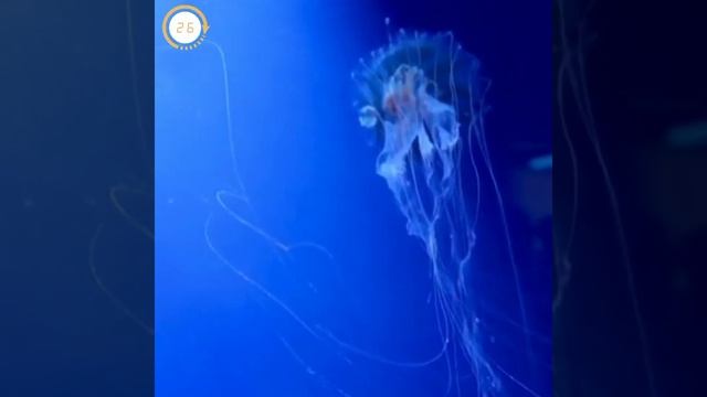Detail information about Australian Jellyfish or Chironex fleckeri |आस्ट्रेलियाई जेलीफिश... #shorts смотреть онлайн