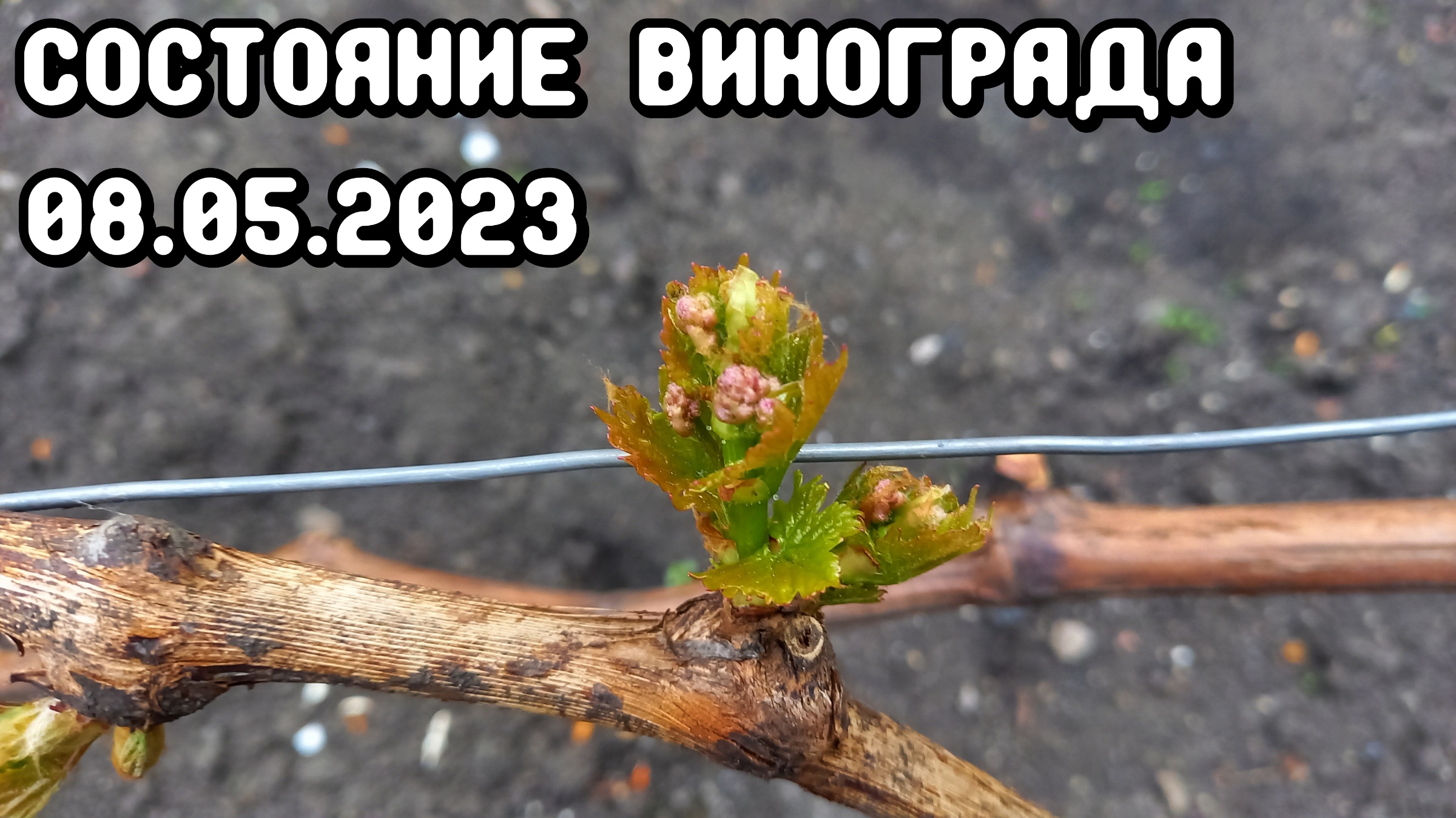 Состояние винограда на 08.05.2023 смотреть онлайн