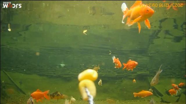 Подводная съемка.карпы кои в пруде смотреть онлайн