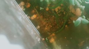 Как кормить рыб утром|Какие корма|Самый просто и полезный способ|Мальки гуппи|