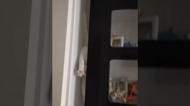 кошачья горка смотреть онлайн