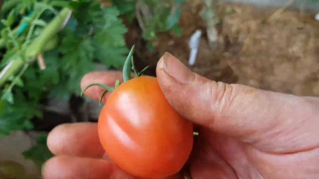 Черри - осенние и холодостойкие. Очумелая и холодостойкая Белокрылка в открытом грунте ? 13.09.22 смотреть онлайн