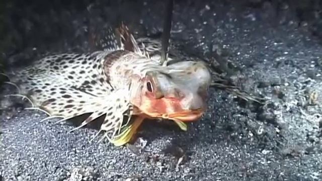 Морские истории лучшие Кальмар смотреть онлайн