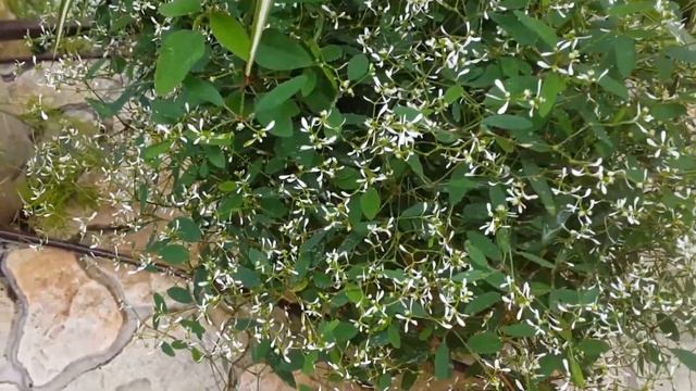 Растения для подвесных кашпо / Plants for hanging planters смотреть онлайн