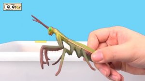 [EN] My whales are growing, sea animals animation, whales and insects names for childrenㅣCoCosToy