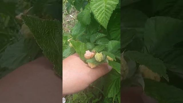 Малина Жёлтый Гигант 23.06.22 смотреть онлайн