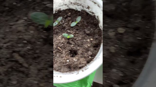 Глоксиния из семян смотреть онлайн