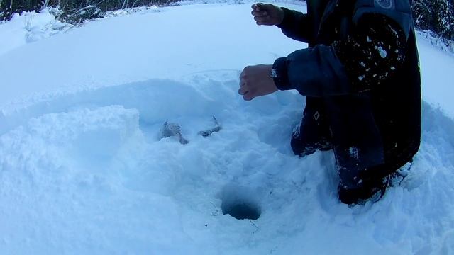 ХАРИУС на Таежной реке! смотреть онлайн