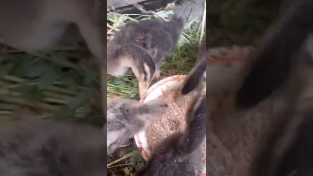 Наши башкирские утки и фавориты. 1 месяц. 5 июля 2016. смотреть онлайн