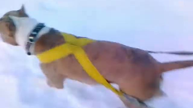 Ральф стафф покрышка колесо вейтпуллинг зима смотреть онлайн