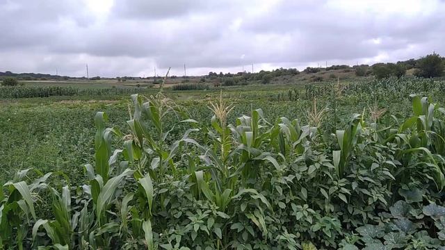 Картошка растет,получим достойный урожай? смотреть онлайн