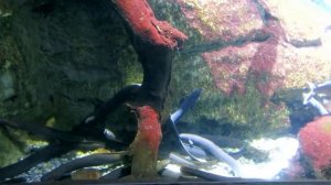 Море , не имеющее берегов .Самое большое море в мире. Саргассово море