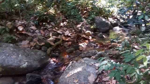 Национальный парк Пенанга. Малайзия. Часть 17. смотреть онлайн