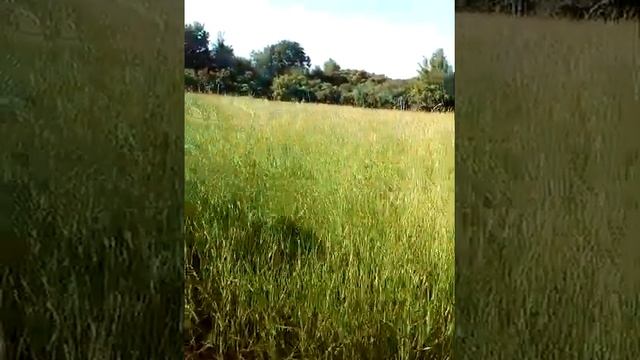 Покос лугового сено на поляне смотреть онлайн