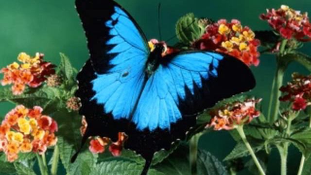 для Оленьки Климовой..mp4 смотреть онлайн