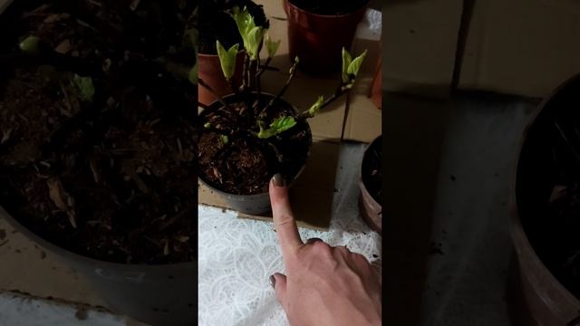 Распаковка посылки с гортензиями, обзор моих новинок, 23.01.2023???