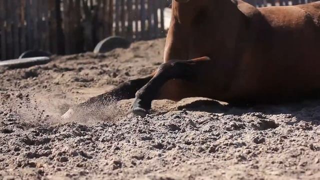 КСК "Фортуна" смотреть онлайн