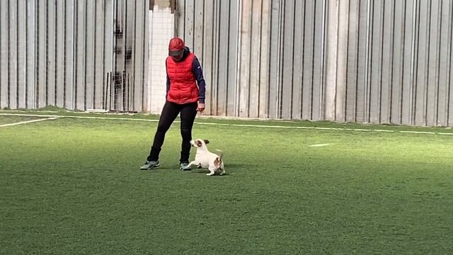 Танцы с собаками Dog dance Тимошина Светлана & Гувер.Танец"А я милого узнаю..."Тренировка 17.04.202 смотреть онлайн