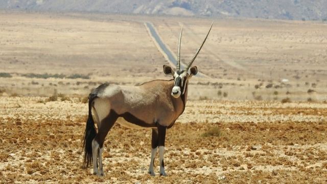 Interesting Facts About Oryx