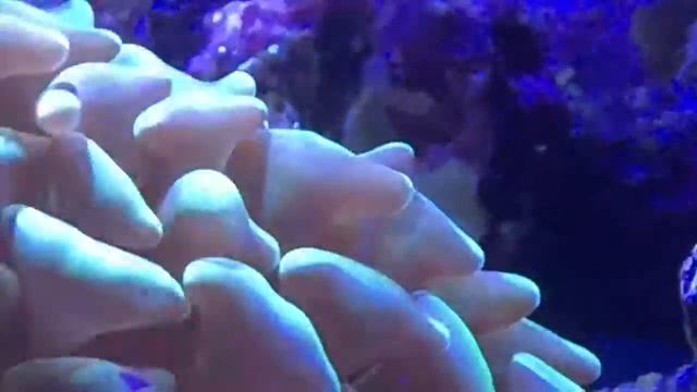 Happy Polyps смотреть онлайн