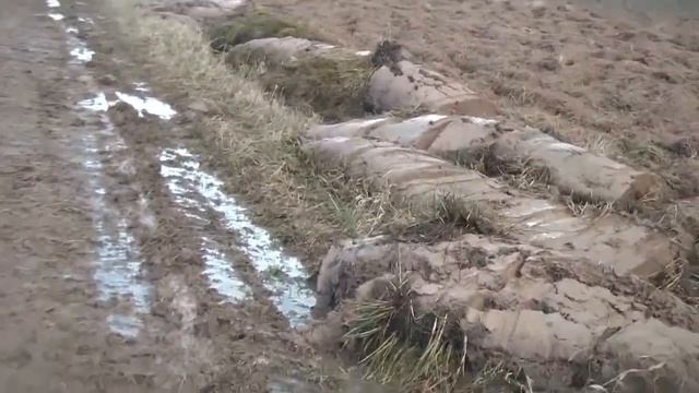 Трясогузки или нет? Птицы в поле смотреть онлайн