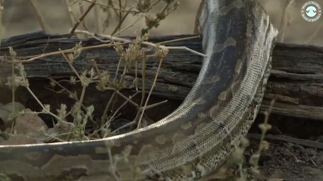 YOU WON'T BELIEVE THIS Giant Python Hunt Leopard Cubs When Mother Leopard Hunting Impala смотреть онлайн