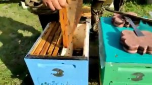 Зимовка Двуматочная.#изоляция маток#малыхин#пчеловодство#осень2020#творческоепчелеводство