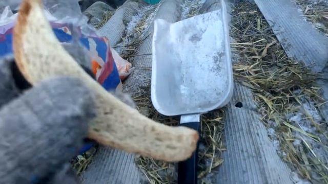 Ушной клещ как лечить? смотреть онлайн