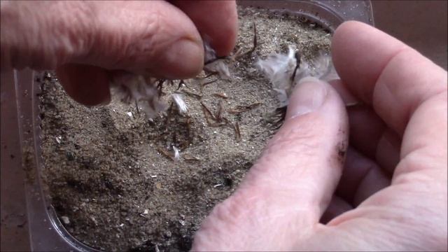 Газания,  посадка семян на рассаду