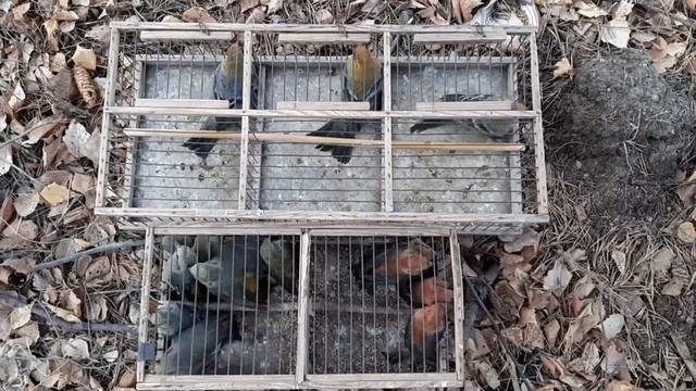 Щуры,клесты еловики и синицы московки смотреть онлайн