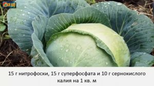 Уход за капустой в августе [ Полив, подкормка, окучивание ]