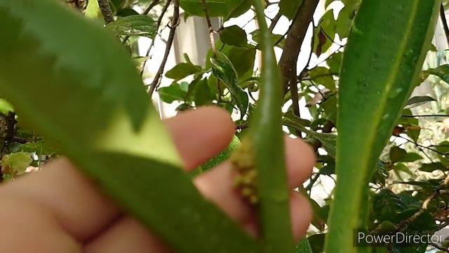 От куда у непентеса растут цветоносы .ウツボカズラの雄花. Nepenthes.