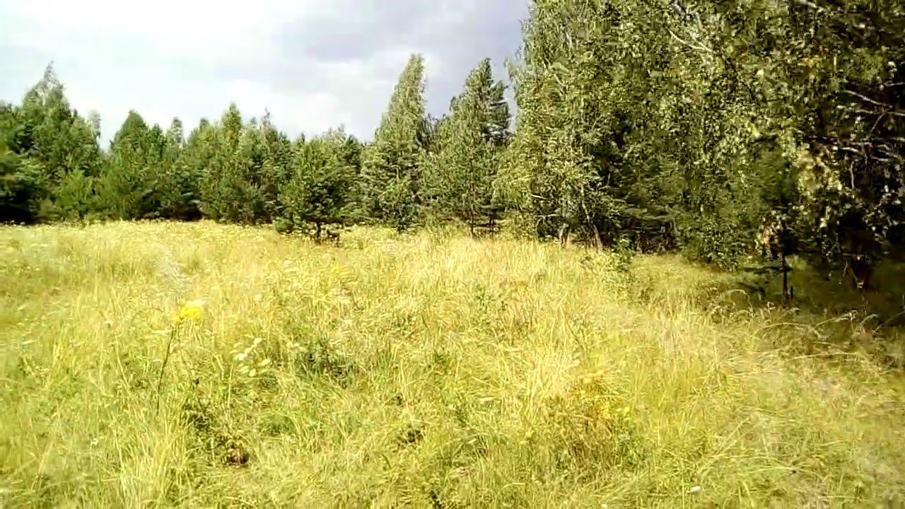 Лес перед грозой смотреть онлайн