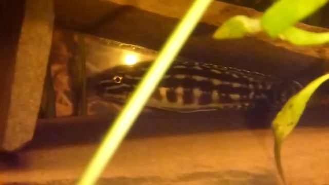 Юлидохромис Марлиери Julidochromis Marlieri смотреть онлайн