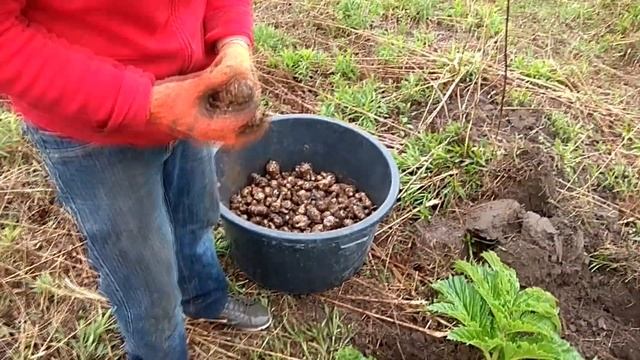 Борщевик VS Топинамбур Раунд 1 Совместная посадка смотреть онлайн