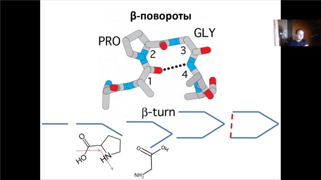 Основы молекулярной и клеточной биологии, Лекция 11, Структура белка