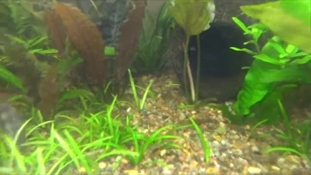 Ловушка (отлов) улиток. Кормление улитками рыбок. смотреть онлайн