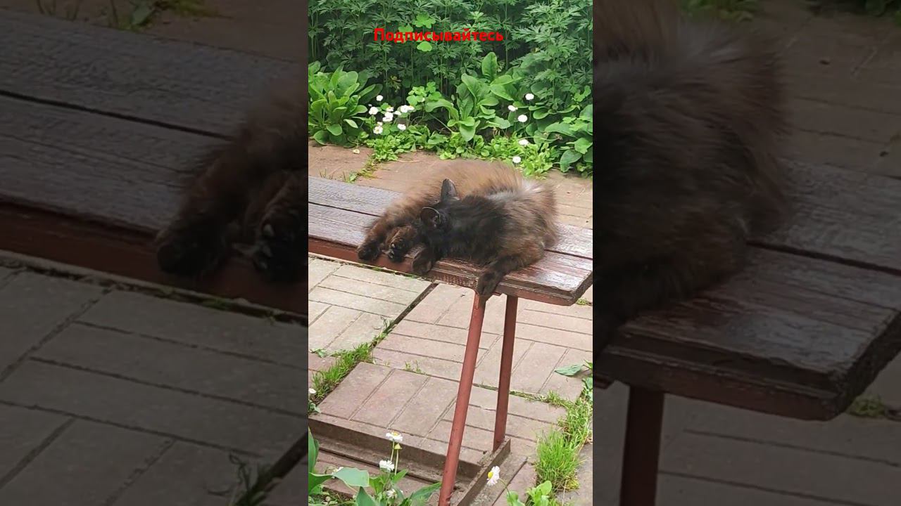 Друзь!!! Белая лапка и Черныш. смотреть онлайн