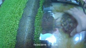 СПАРИВАНИЕ КРАСНОУХИХ ЧЕРЕПАХ!!!!