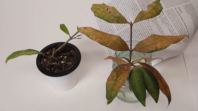 A Visit with Hoya amicabilis смотреть онлайн