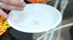 ЛЬВИНЫЙ ЗЕВ или АНТИРРИНУМ ? Посадка и особенности выращивания