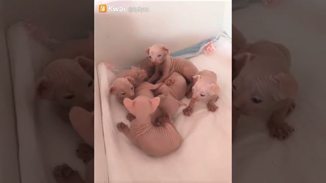 Мими смотреть онлайн