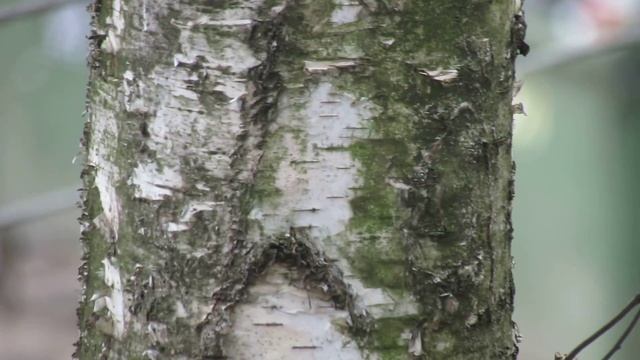 Лик святого на дереве смотреть онлайн