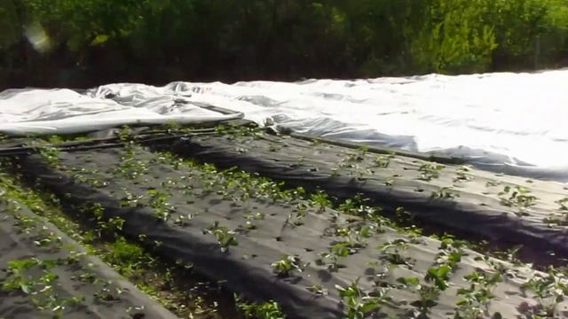 Моя Клубника и Малина (30.04.2021). Сажаем Картошку. смотреть онлайн